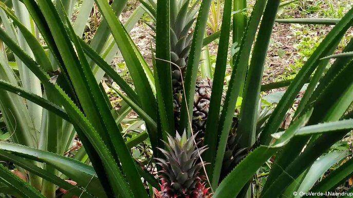 OroVerde-Ananas als Erosionsschutz  | © OroVerde-I.Naendrup