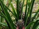 OroVerde-Ananas als Erosionsschutz  | © OroVerde-I.Naendrup