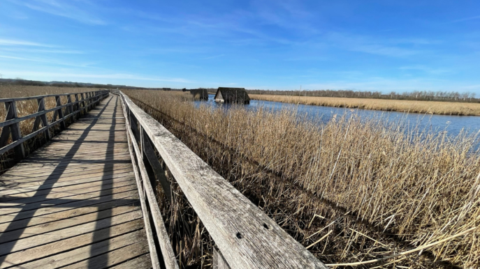 NABU-Naturschutzzentrum Federsee - Steg