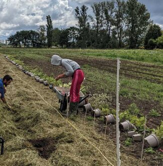 Daniel Schlegel Umweltstiftung - Agroforst