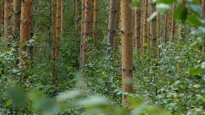 Initiative22_wald