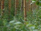 Initiative22_wald