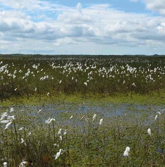 Stiftung Naturschutz Schleswig-Holstein 