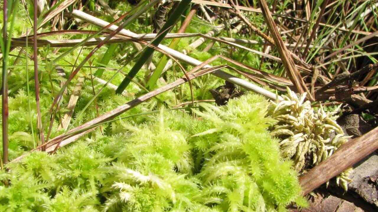Förderverein Naturpark Sternberger Seenland Torfmoos