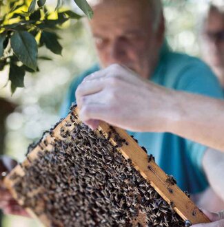 Forschungsprojekt Bienen in Zeiten des Klimawandels | © Michèle Brunnmeier | Amselle