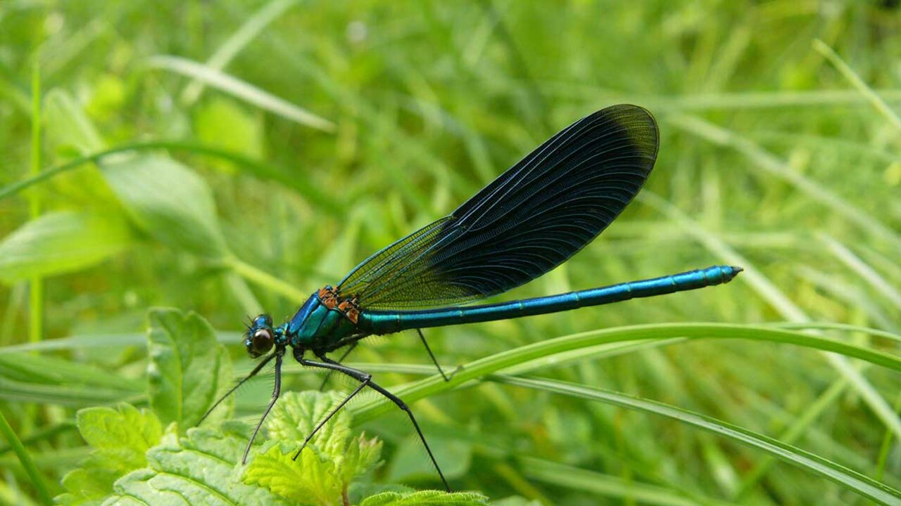 Stiftung Naturschutz Schleswig-Holstein- Libelle im Moor