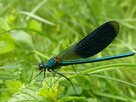 Stiftung Naturschutz Schleswig-Holstein- Libelle im Moor