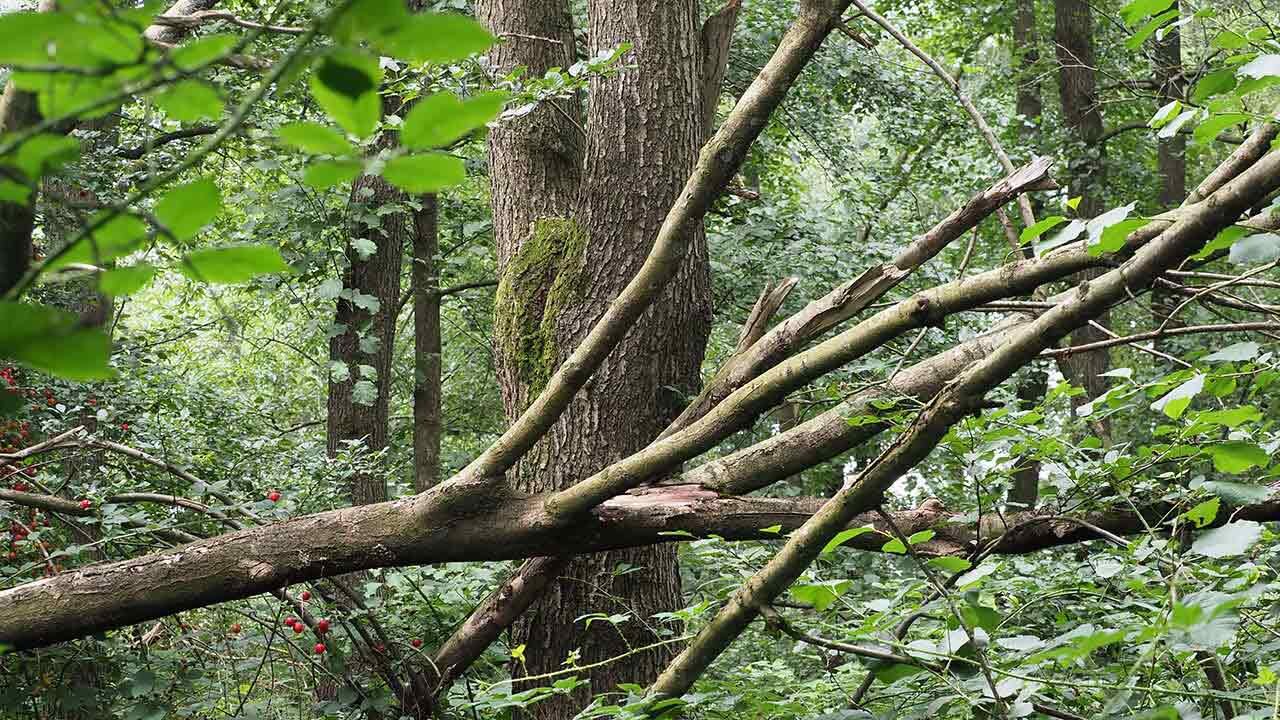 Loki Schmidt Stiftung-Ausgewuzelter Baum