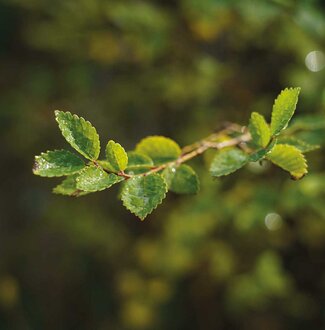 PLANT-MY-TREE-Buchenast aus dem Lüdenscheid Areal