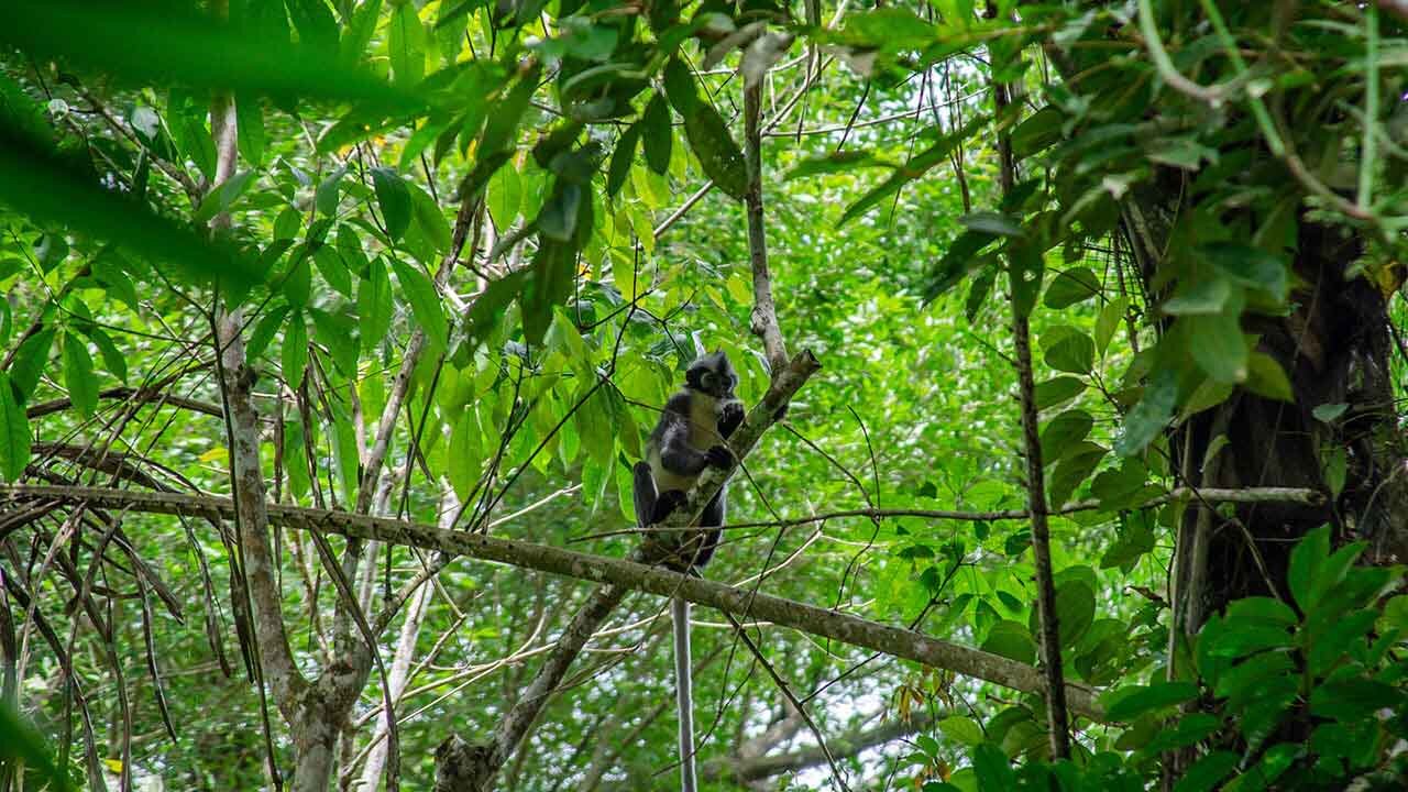 Project Wings-Affe im Gunung Leuser Nationalpark