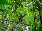 Project Wings-Affe im Gunung Leuser Nationalpark