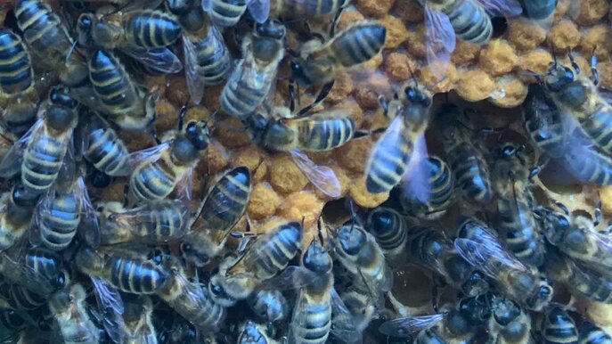 proBiene - Einblick in den Projektfortschritt Öko-Biene züchten