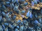 proBiene - Einblick in den Projektfortschritt Öko-Biene züchten